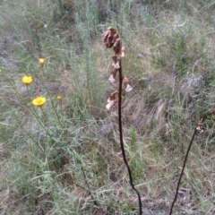 Gastrodia sesamoides at Cooma, NSW - 30 Nov 2022