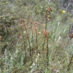 Gastrodia sesamoides at Cooma, NSW - 30 Nov 2022