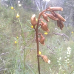 Gastrodia sesamoides at Cooma, NSW - 30 Nov 2022