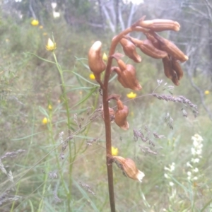 Gastrodia sesamoides at Cooma, NSW - 30 Nov 2022