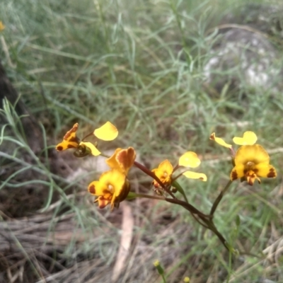 Diuris semilunulata (Late Leopard Orchid) at Cooma North Ridge Reserve - 30 Nov 2022 by mahargiani