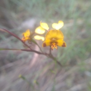 Diuris semilunulata at Cooma, NSW - suppressed