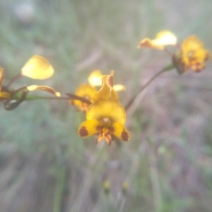 Diuris semilunulata at Cooma, NSW - 30 Nov 2022