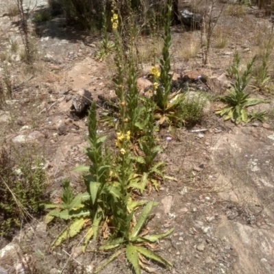 Verbascum virgatum (Green Mullein) at Cooma North Ridge Reserve - 30 Nov 2022 by mahargiani