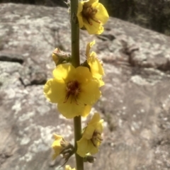 Verbascum virgatum at Cooma, NSW - 30 Nov 2022