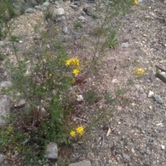 Hypericum perforatum (St John's Wort) at Cooma, NSW - 30 Nov 2022 by mahargiani