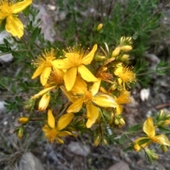 Hypericum perforatum at Cooma, NSW - 30 Nov 2022