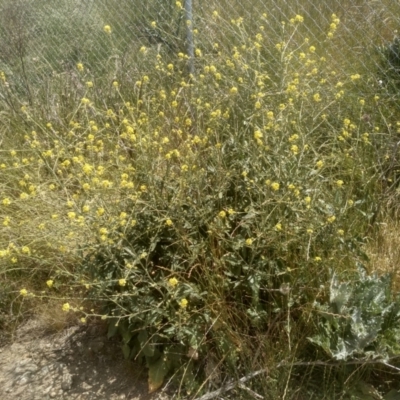 Hirschfeldia incana (Buchan Weed) at Cooma North Ridge Reserve - 30 Nov 2022 by mahargiani