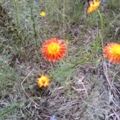 Xerochrysum viscosum (Sticky Everlasting) at Cooma, NSW - 30 Nov 2022 by mahargiani