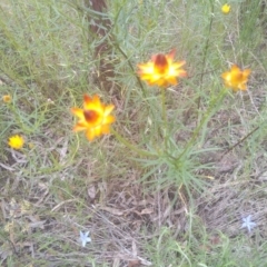 Xerochrysum viscosum at Cooma, NSW - 30 Nov 2022