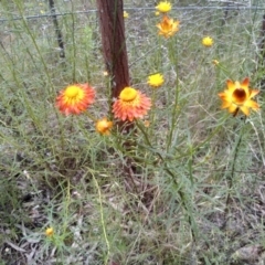 Xerochrysum viscosum at Cooma, NSW - 30 Nov 2022