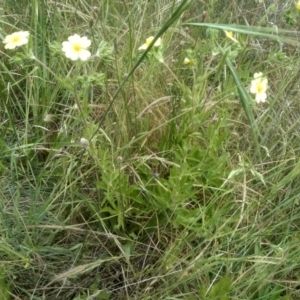 Potentilla recta at Cooma, NSW - 30 Nov 2022