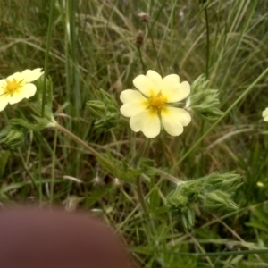 Potentilla recta at Cooma, NSW - 30 Nov 2022