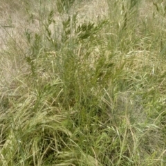 Bromus hordeaceus (A Soft Brome) at Cooma North Ridge Reserve - 30 Nov 2022 by mahargiani