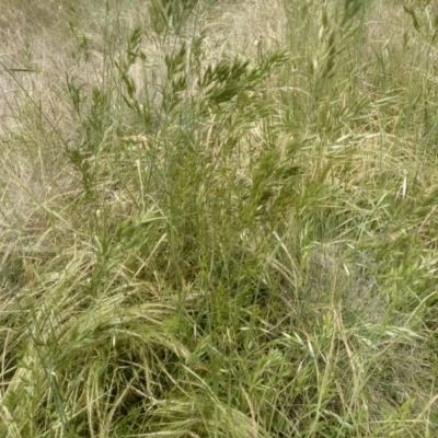 Bromus hordeaceus (A Soft Brome) at Cooma North Ridge Reserve - 30 Nov 2022 by mahargiani