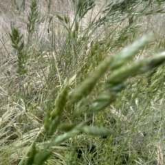 Bromus hordeaceus at Cooma, NSW - 30 Nov 2022