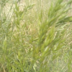 Bromus hordeaceus at Cooma, NSW - 30 Nov 2022