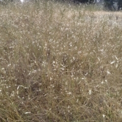 Avena sp. (Wild Oats) at Cooma North Ridge Reserve - 30 Nov 2022 by mahargiani