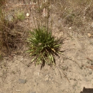 Plantago lanceolata at Cooma, NSW - 30 Nov 2022 02:28 PM