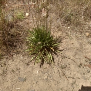 Plantago lanceolata (TBC) at suppressed by mahargiani