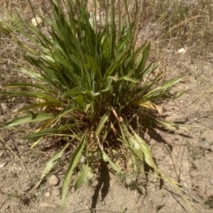 Plantago lanceolata at Cooma, NSW - 30 Nov 2022 02:28 PM