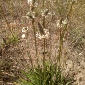 Plantago lanceolata at Cooma, NSW - 30 Nov 2022 02:28 PM