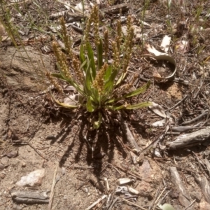 Plantago varia at Cooma, NSW - 30 Nov 2022