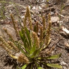 Plantago varia at Cooma, NSW - 30 Nov 2022