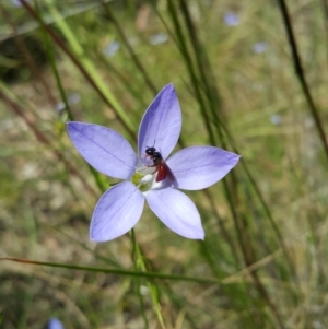 Exoneura sp. (genus) at Acton, ACT - 1 Dec 2022