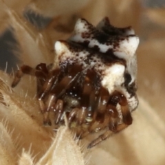 Phoroncidia sextuberculata (Six-knobbed Phoroncidia) at Jeir, NSW - 1 Dec 2022 by amiessmacro