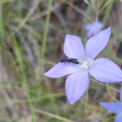 Hylaeus (Planihylaeus) quadriceps (Hylaeine colletid bee) at Acton, ACT - 1 Dec 2022 by darrenw