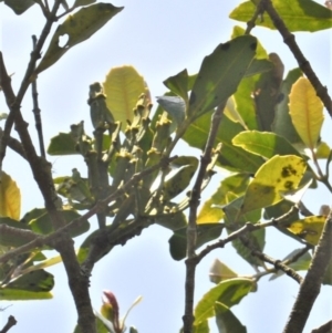 Korthalsella rubra subsp. rubra at Saddleback Mountain, NSW - 1 Dec 2022 07:22 PM