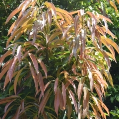 Elaeocarpus kirtonii (Silver Quandong) at Saddleback Mountain, NSW - 1 Dec 2022 by plants