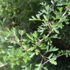 Crataegus monogyna (Hawthorn) at Saddleback Mountain, NSW - 1 Dec 2022 by plants