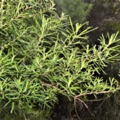 Zieria granulata (Illawarra Zieria) at Saddleback Mountain, NSW - 1 Dec 2022 by plants