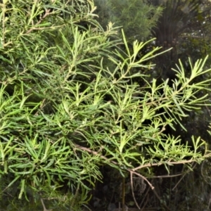 Zieria granulata at Saddleback Mountain, NSW - 1 Dec 2022 07:28 PM