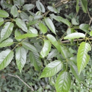 Rubus nebulosus at Saddleback Mountain, NSW - 1 Dec 2022