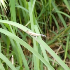 Plutella xylostella (Diamondback Moth) at McKellar, ACT - 13 Nov 2022 by Amata