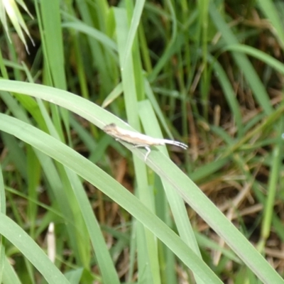 Plutella xylostella (Diamondback Moth) at McKellar, ACT - 13 Nov 2022 by Amata