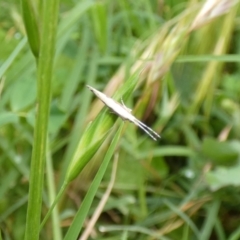 Plutella xylostella at McKellar, ACT - 13 Nov 2022