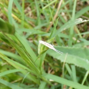 Plutella xylostella at McKellar, ACT - 13 Nov 2022