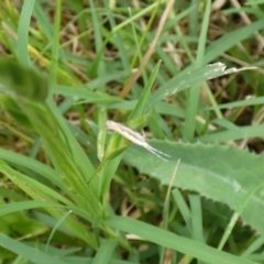 Plutella xylostella at McKellar, ACT - suppressed