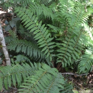 Polystichum proliferum (Mother shield fern) at Saddleback Mountain, NSW by plants