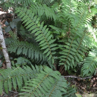 Polystichum proliferum (Mother Shield Fern) at Saddleback Mountain, NSW - 1 Dec 2022 by plants