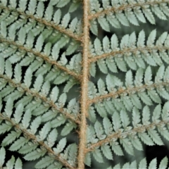 Polystichum proliferum at Saddleback Mountain, NSW - 1 Dec 2022