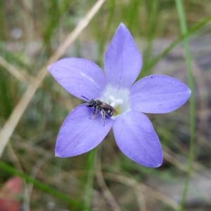 Lasioglossum (Chilalictus) sp. (genus & subgenus) at Acton, ACT - 1 Dec 2022 01:58 PM