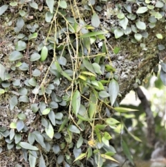 Dockrillia pugioniformis (Dagger Orchid) at Saddleback Mountain, NSW - 1 Dec 2022 by plants