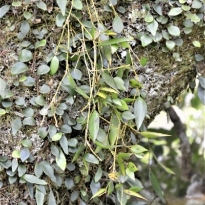 Dockrillia pugioniformis (Dagger Orchid) at Saddleback Mountain, NSW - 1 Dec 2022 by plants