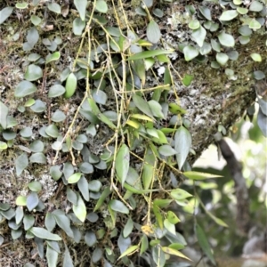 Dockrillia pugioniformis at Saddleback Mountain, NSW - 1 Dec 2022