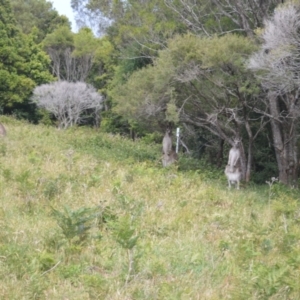 Macropus giganteus at Saddleback Mountain, NSW - 1 Dec 2022 07:39 PM